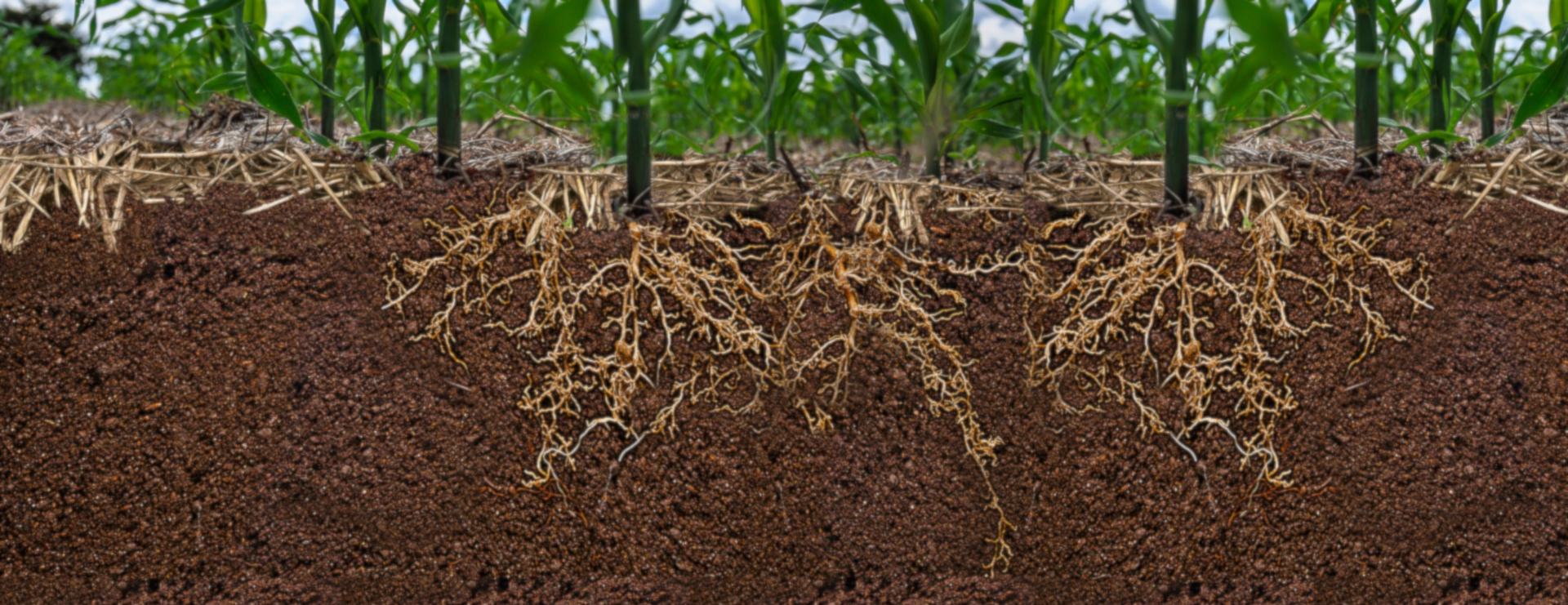 Imagem mostrando um corte transversal do solo, exibindo plantas acima do solo e a estrutura das raízes na parte de dentro do solo