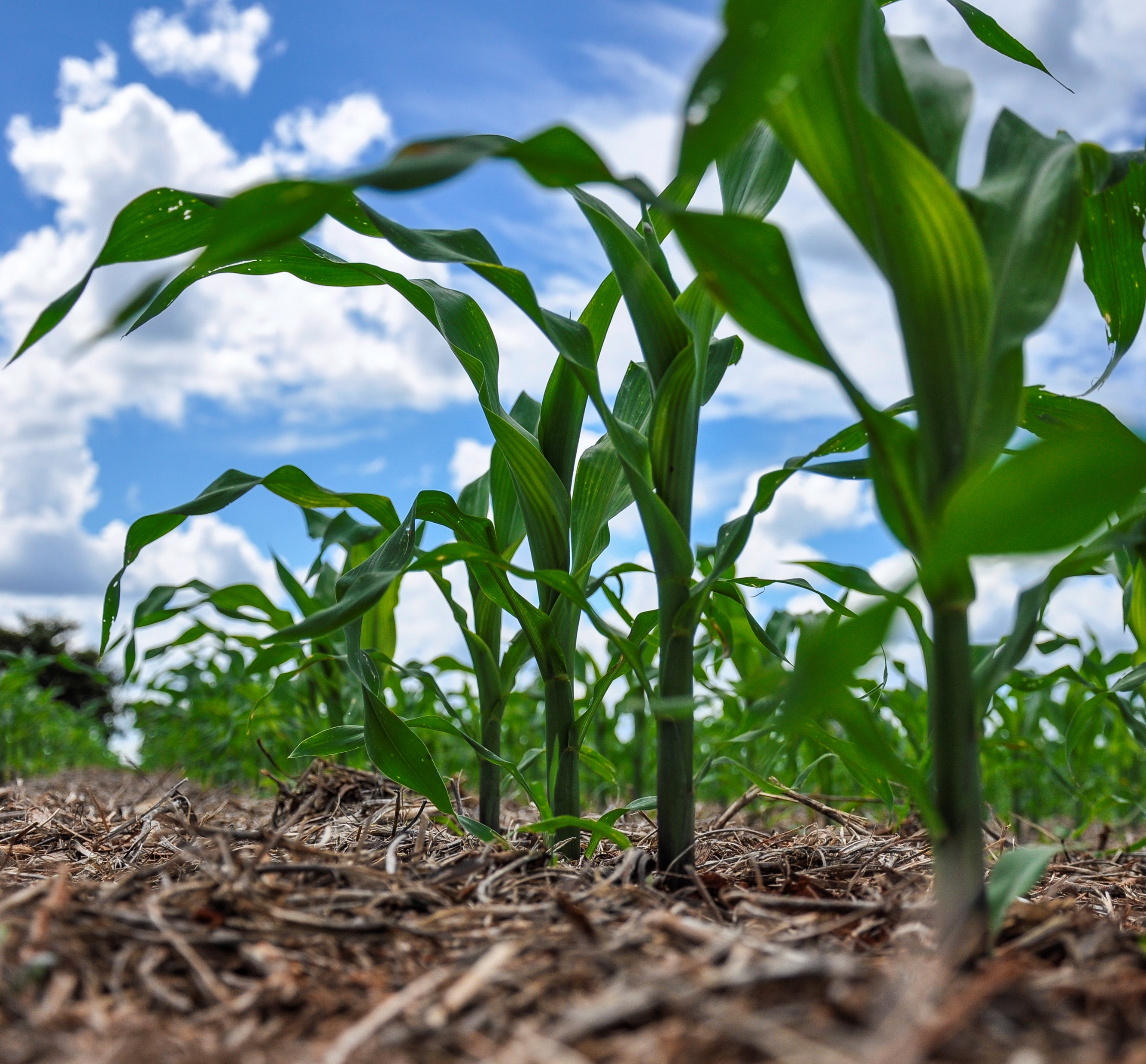 linha de plantas em cultura